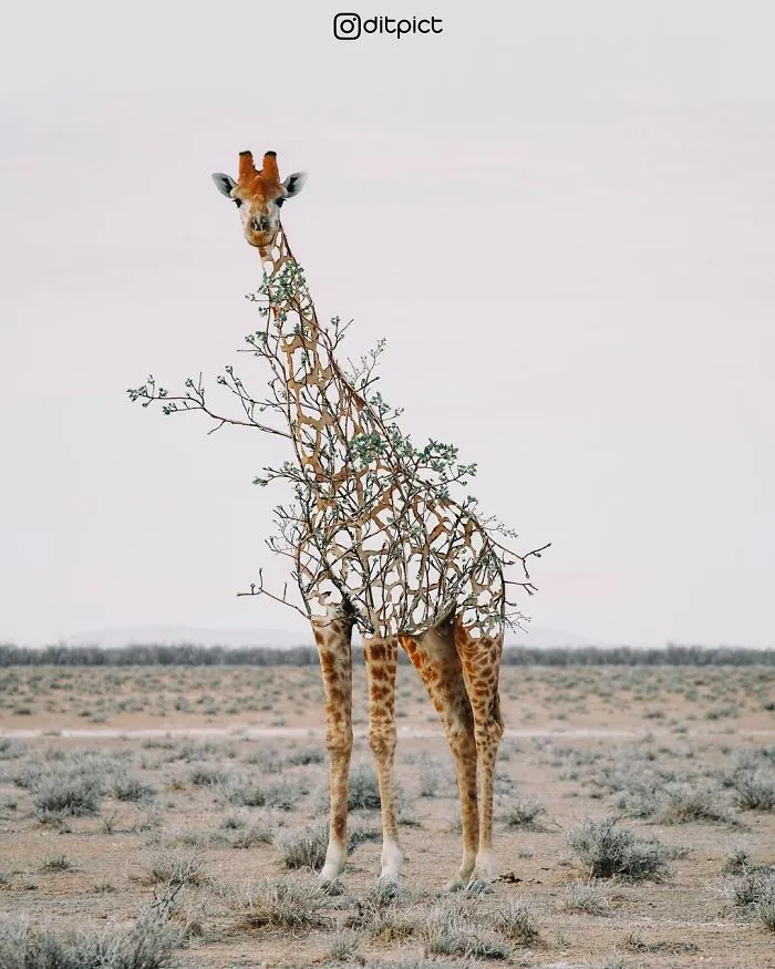 Indonesian Digital Artist Aditya Aryanto Photoshops Animals Into Surreal, Silly, And Unexpected Situations (50 Pics)
