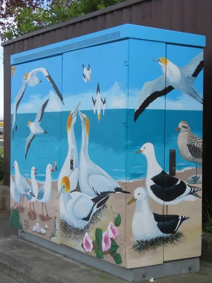 Gannets By Janice Hambly