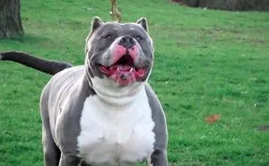 This Dog Was Abandoned And Only Had Hours To Live, Until Something Saved Him
