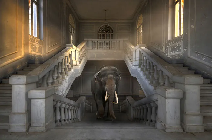 Steps Of A Giant