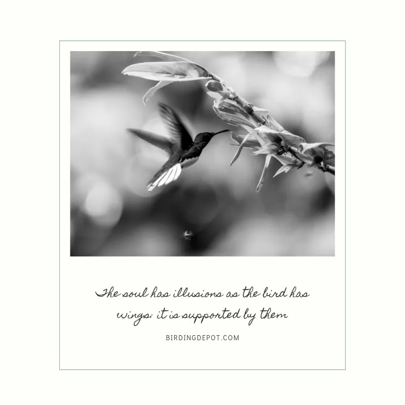 The Soul Has Illusions As The Bird Has Wings It Is Supported By Them