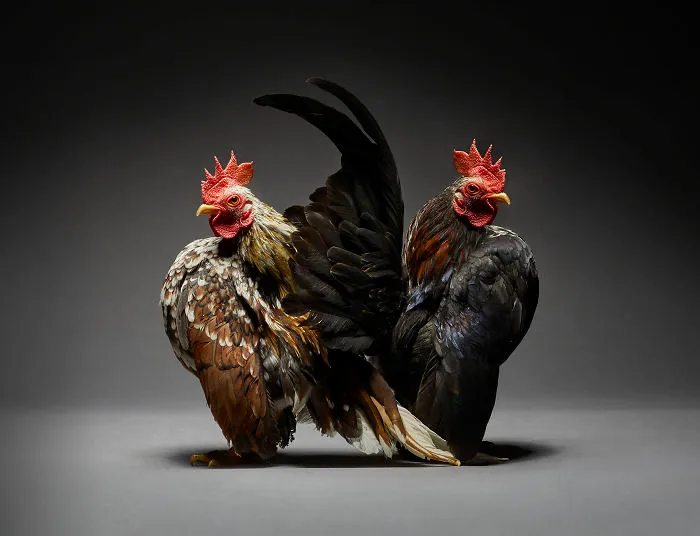 Nuestras 24 fotos de parejas de pollos muestran la diversidad del amor