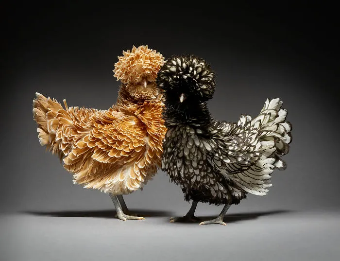 Nuestras 24 fotos de parejas de pollos muestran la diversidad del amor