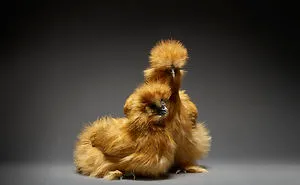 Our 24 Chicken Couple Photographs Show The Diversity Of Love