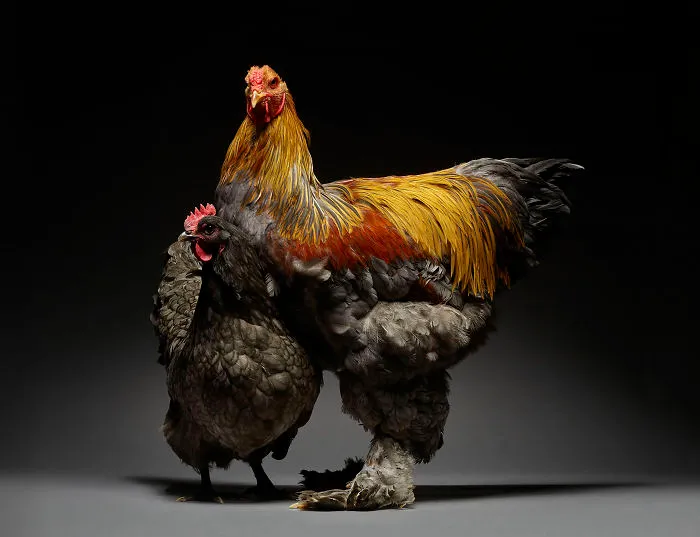 Nuestras 24 fotos de parejas de pollos muestran la diversidad del amor