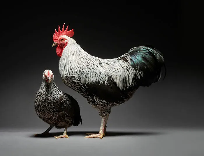 Nuestras 24 fotos de parejas de pollos muestran la diversidad del amor