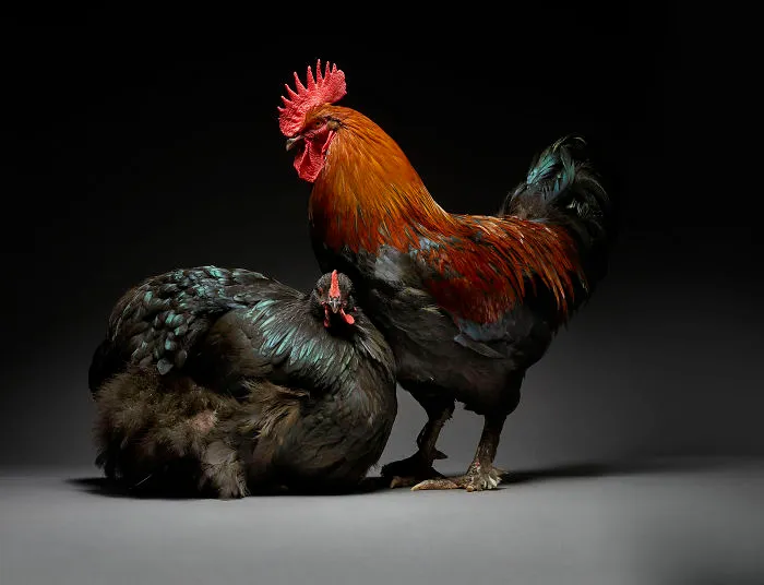 Nuestras 24 fotos de parejas de pollos muestran la diversidad del amor