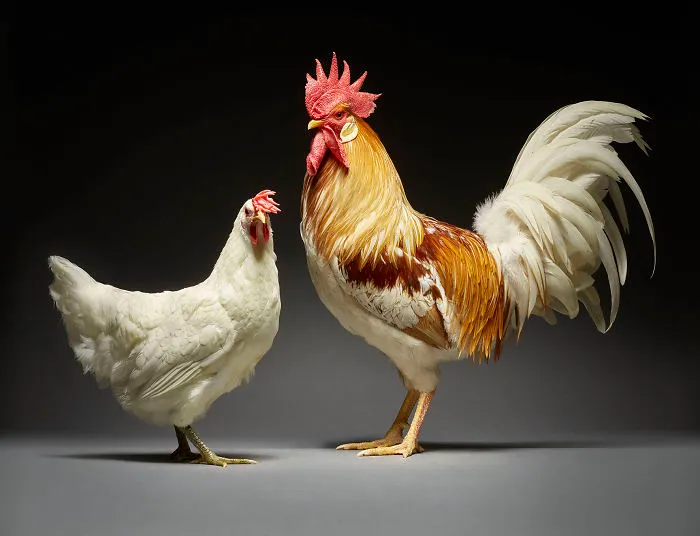 Nuestras 24 fotos de parejas de pollos muestran la diversidad del amor
