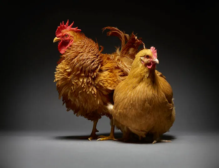 Our 24 Chicken Couple Photographs Show The Diversity Of Love