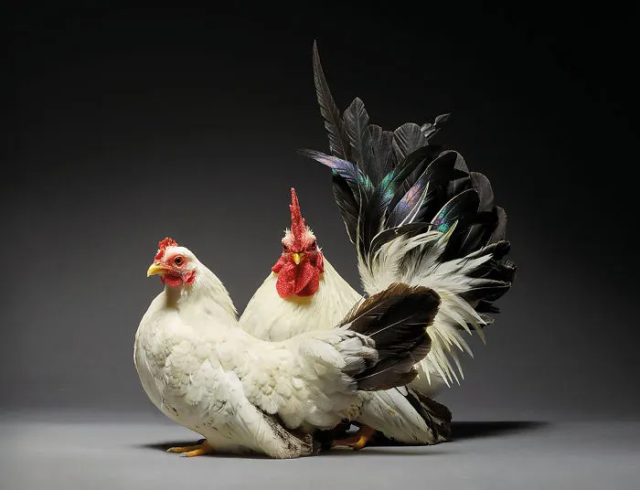 Nuestras 24 fotos de parejas de pollos muestran la diversidad del amor