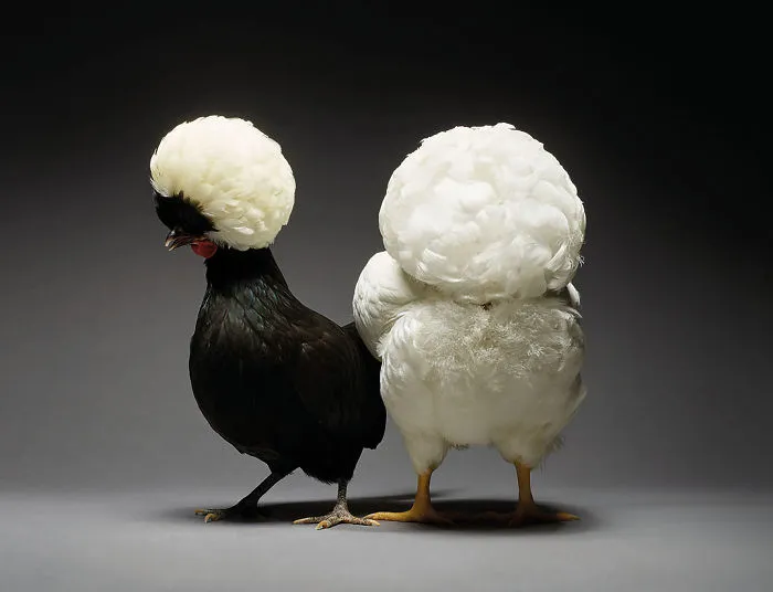 Nuestras 24 fotos de parejas de pollos muestran la diversidad del amor
