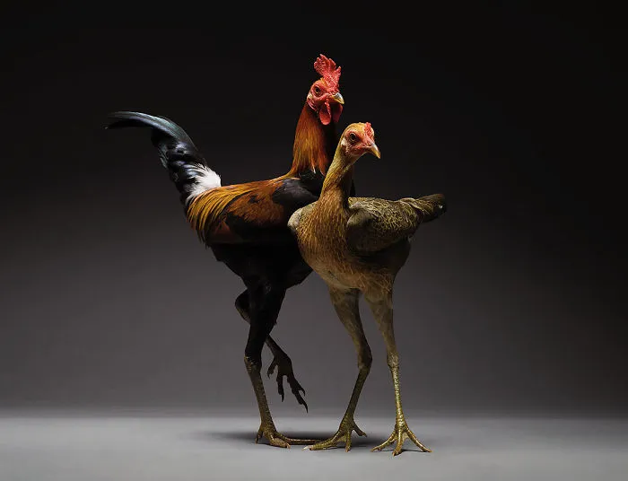 Nuestras 24 fotos de parejas de pollos muestran la diversidad del amor