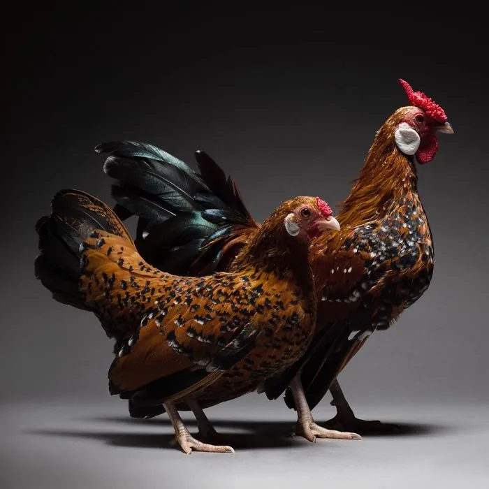 Our 24 Chicken Couple Photographs Show The Diversity Of Love