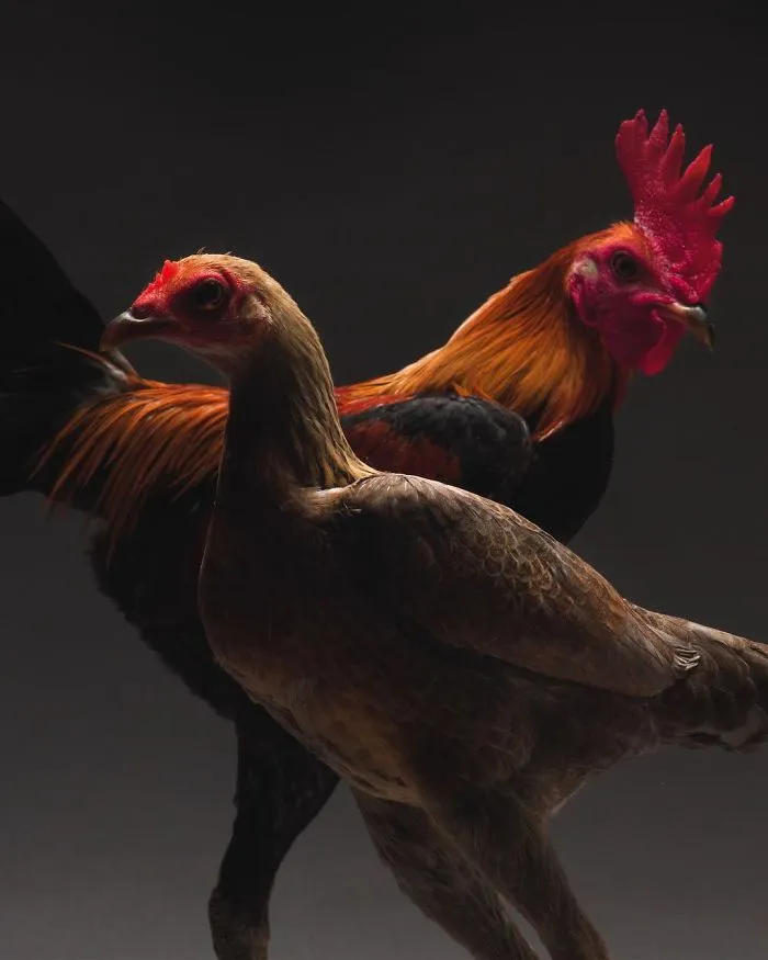 Nuestras 24 fotos de parejas de pollos muestran la diversidad del amor