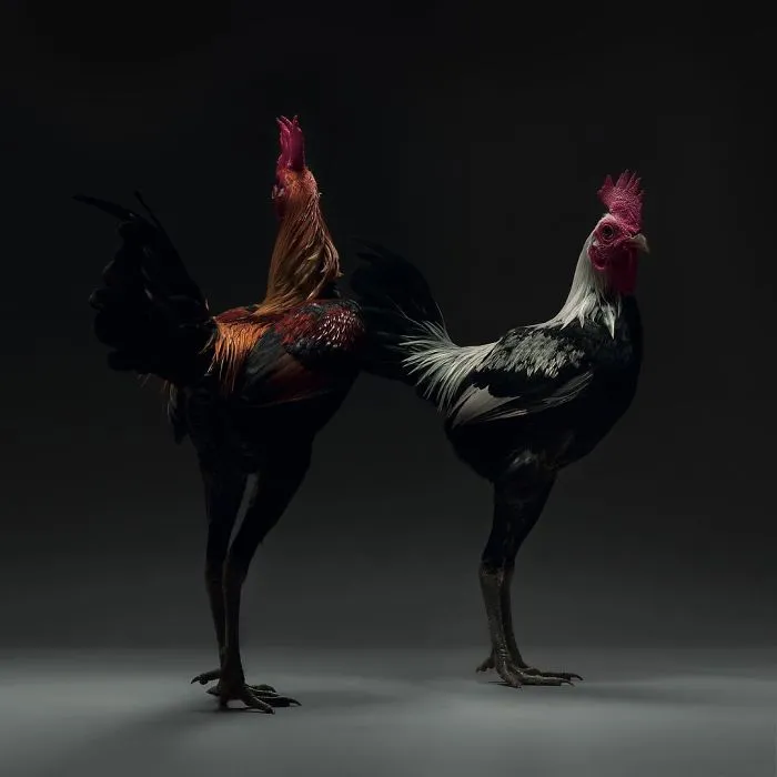 Nuestras 24 fotos de parejas de pollos muestran la diversidad del amor