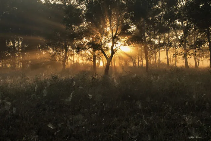 Sunburst At The Marshes Near Haaksbergen