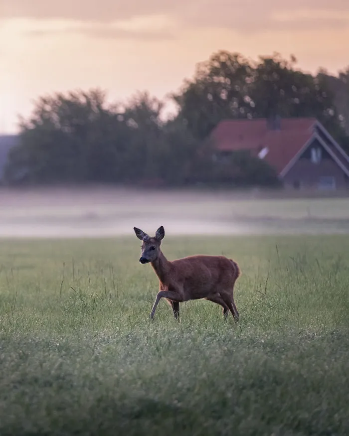A Roe Deer Making It's Way Through The Misty Meadow