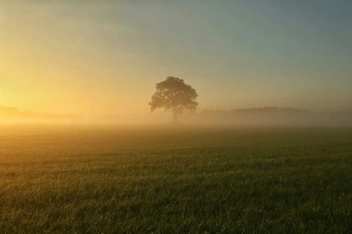Morning Gold At Breklenkamp