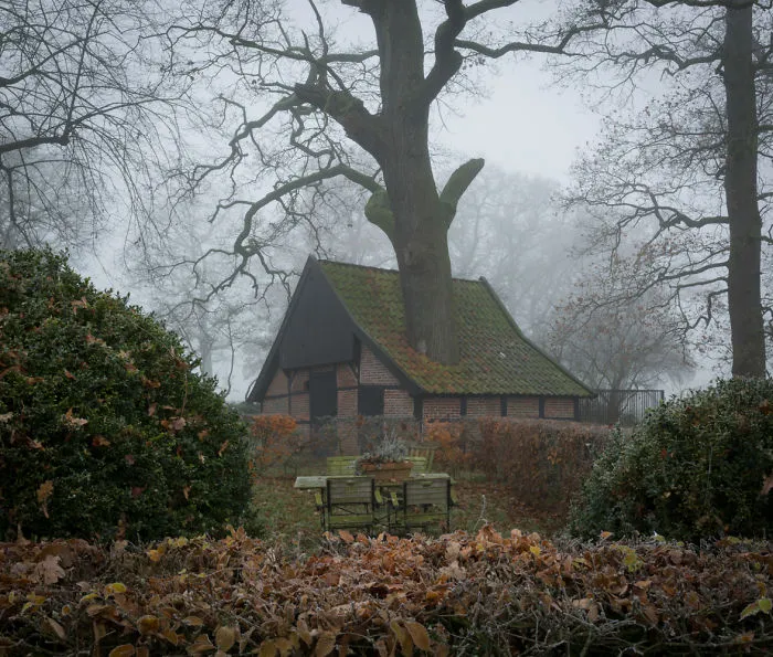 Oak Tree Growing Through A Shed's Roof