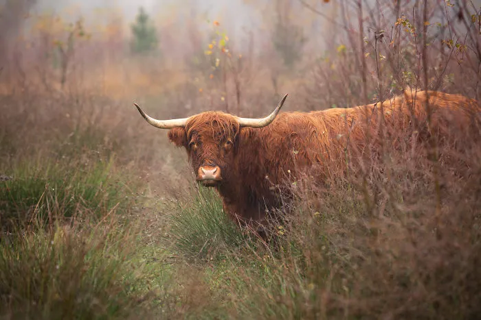 Highland Cattle At The Bog Near Buurse