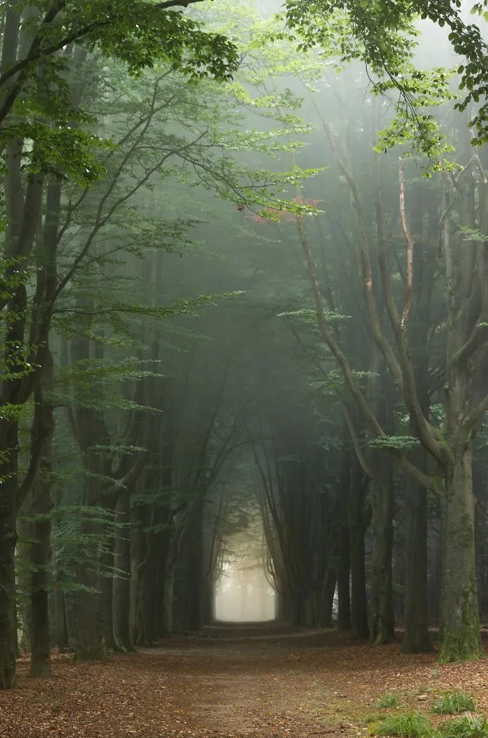 Tree Alley On A Summer Morning Near Enschede
