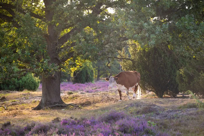 Blooming Heather, Buurse