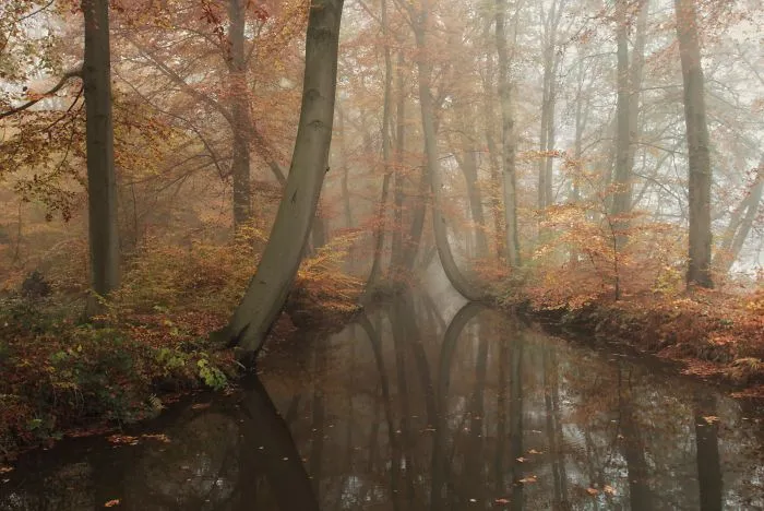 Bent Beeches Near Delden