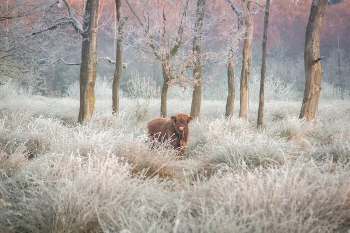 A Calf In A Frozen Bog Landscape