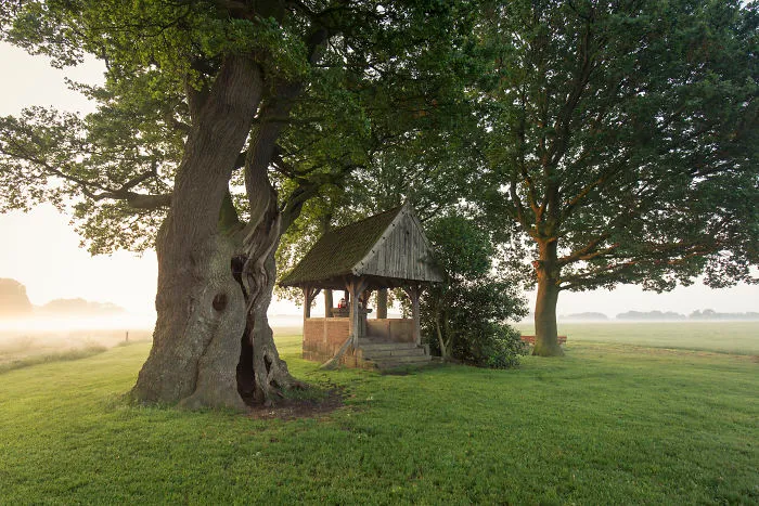 The Oldest Tree In Twente