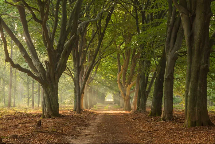 Tree Alley With Beautiful Old Beech Trees