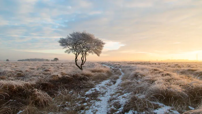 Frosty Morning Near Wierden