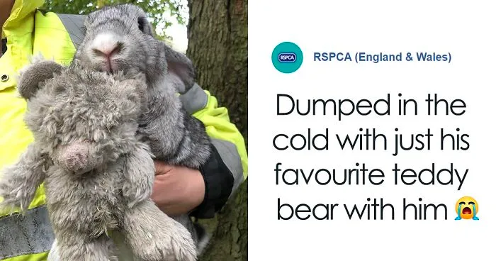 Rescuers Take In An Abandoned Rabbit Clinging To Its Teddy Bear