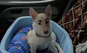People Tried Washing This Dog's Eyebrows Off Only To Find Out They're Not Painted