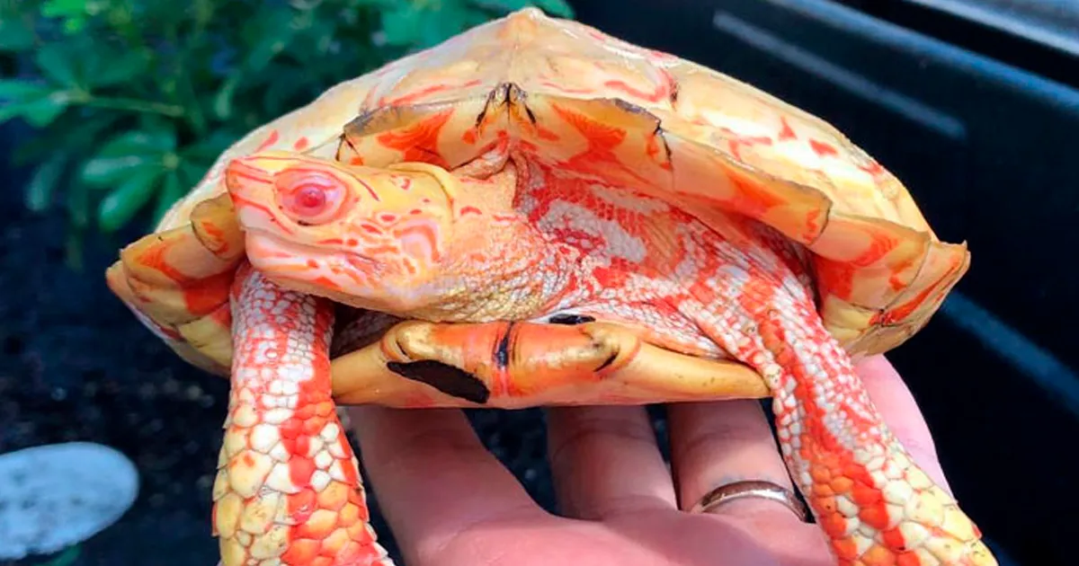 Tortugas albinas que parecen fogosos dragones (18 fotos)