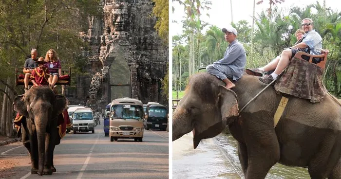 Angkor Wat Is Finally Putting A Stop To Its Elephant Rides