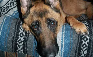 "My Fiancée Isn’t Speaking To Me After I Used 'Our' Money To Help My Dog"