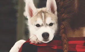 Animal Cruelty Is Now Officially A Nationwide Felony In The USA