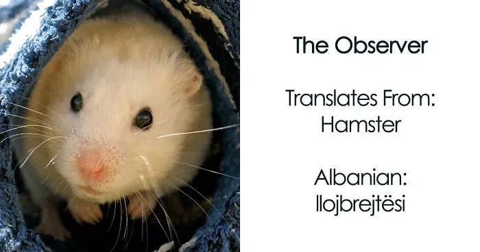 Literally-Translated Animal World Map Shows How Ridiculous Their Names Can Be