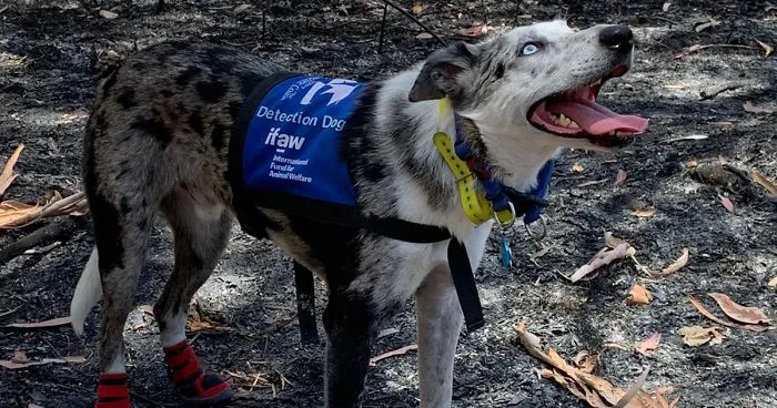This Hero Dog Has Been Tasked With Finding Koalas That Have Survived Australia's Bushfires