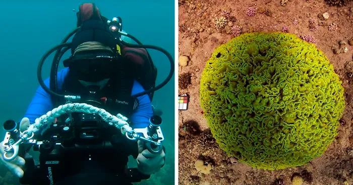 Scientists Create An Algorithm That Removes Color Distortion From Underwater Photos And Here Are 8 Before And After Pics