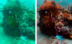 Scientists Create An Algorithm That Removes Color Distortion From Underwater Photos And Here Are 8 Before And After Pics