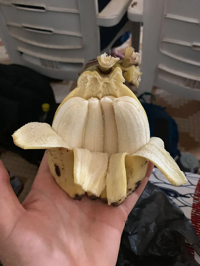 Miniplátano cuádruple