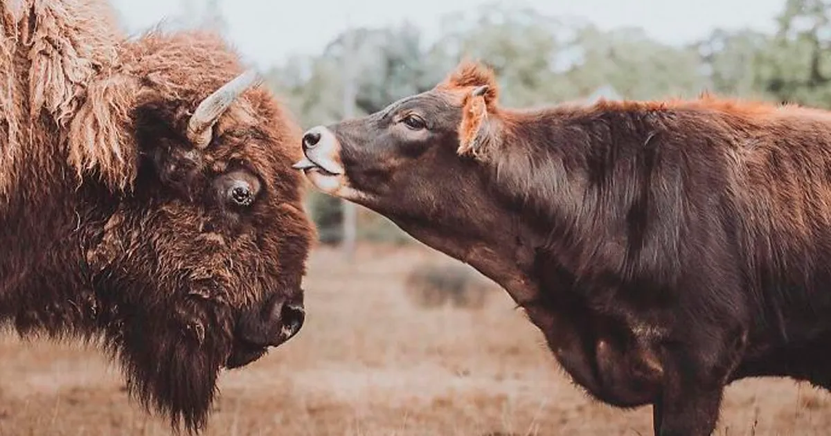 Helen es una bisonte ciega, solitaria e ignorada por los demás animales... hasta que conoció a Oliver