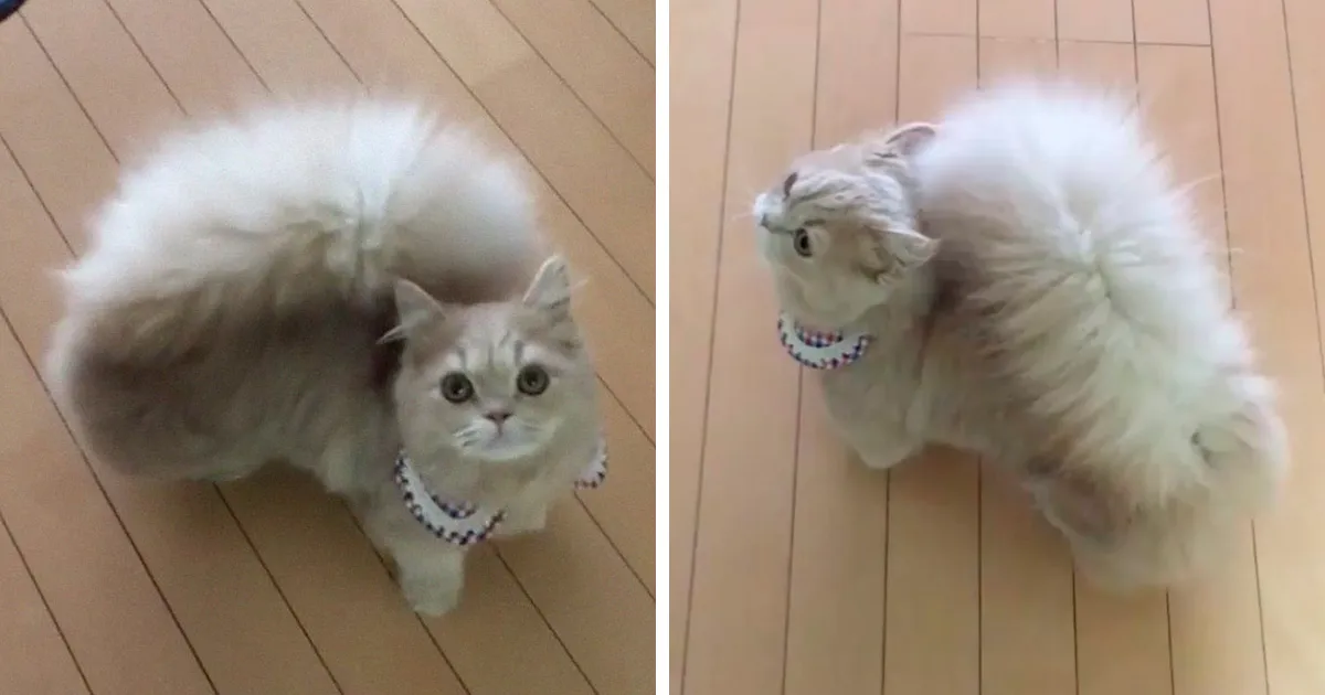 Este gato tiene una cola majestuosa y esponjosa como la de una ardilla