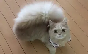 This Cat Has A Majestic Fluffy Tail Just Like A Squirrel