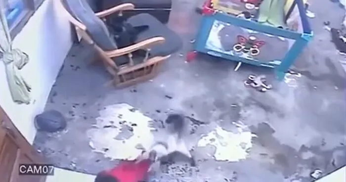 Video Shows Cat Sprinting Over And Saving Baby Who Was About To Fall Down The Stairs
