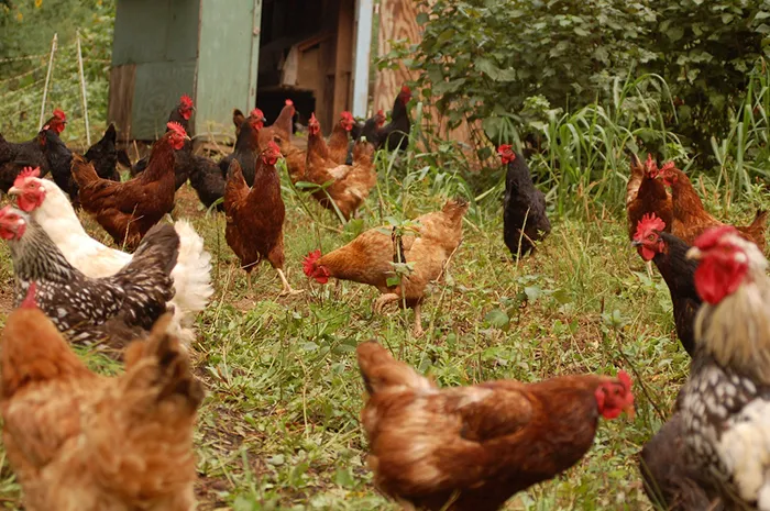 They Are Able To Recognize Up To 30 Other Individual Chickens