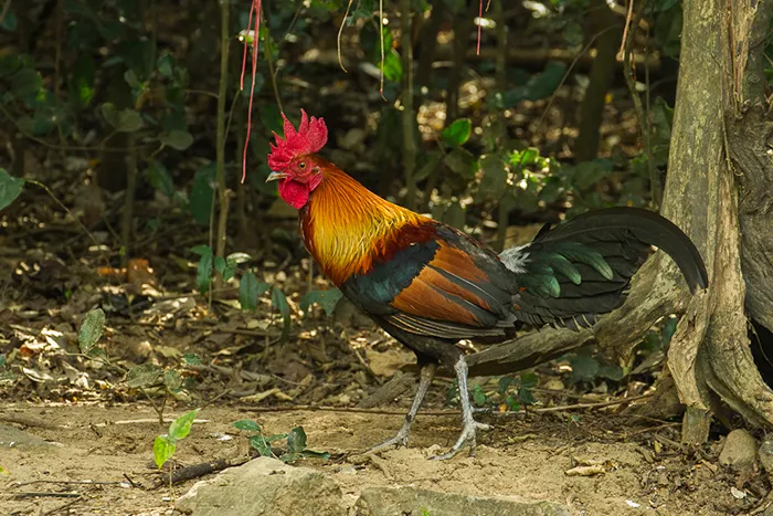 They Have All Descended From The Red Jungle Fowl