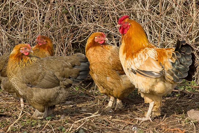 There Are More Chickens On This Earth Than There Are Humans