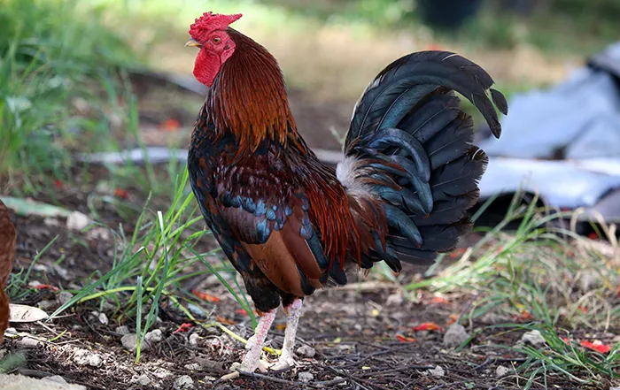 Roosters Perform A Little Dance Called ‘Tidbitting’